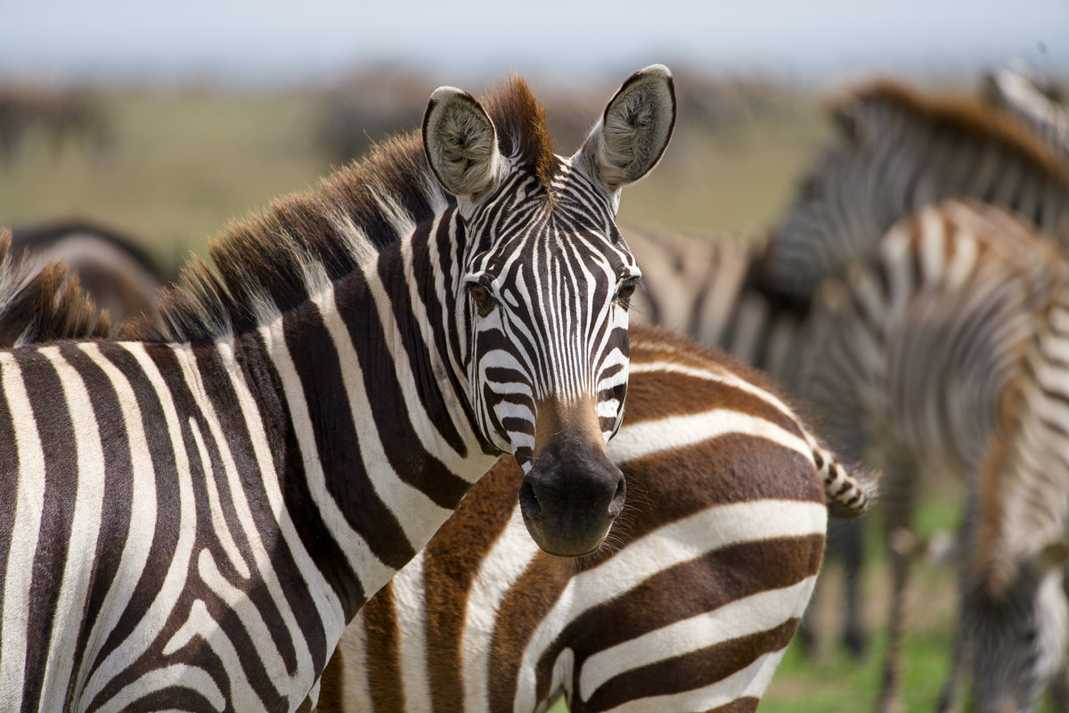 Among the Stripes