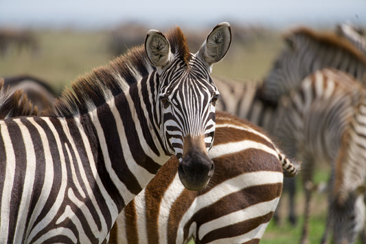 Among the Stripes