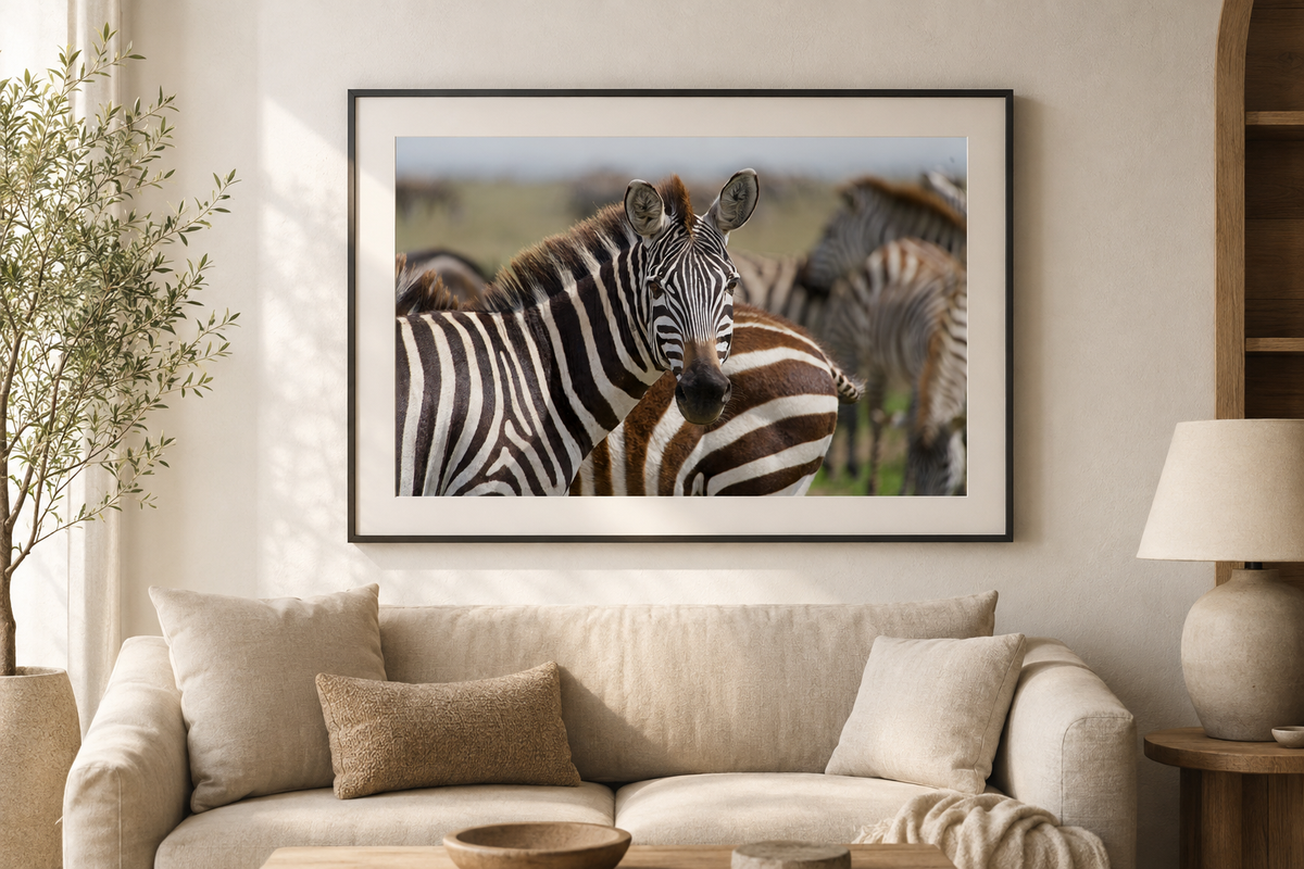 A framed photographic print of zebras hanging on a beige wall above a cream sofa in a styled living room setting.